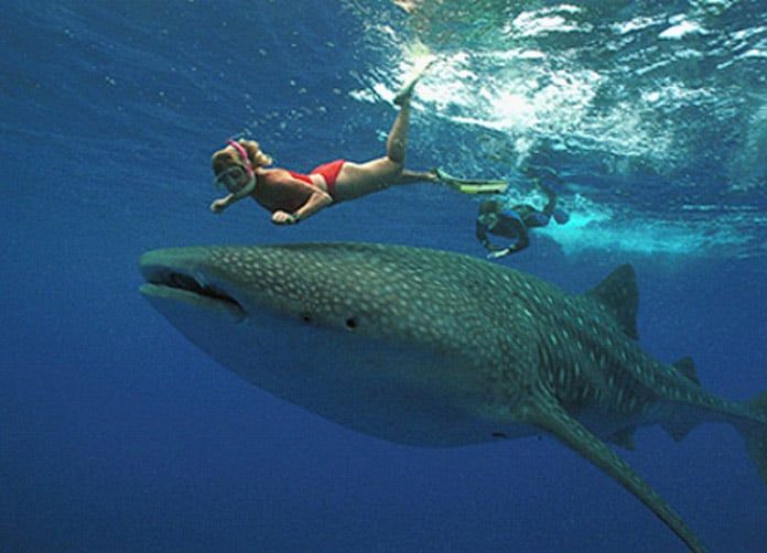 Whale Shark Tour Cancun