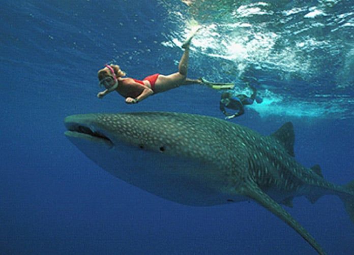 Whale Shark Tours 2 Whale Shark Tour Cancun