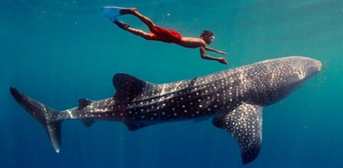 Whale Shark Tours 1 Whale Shark Tours Cancun