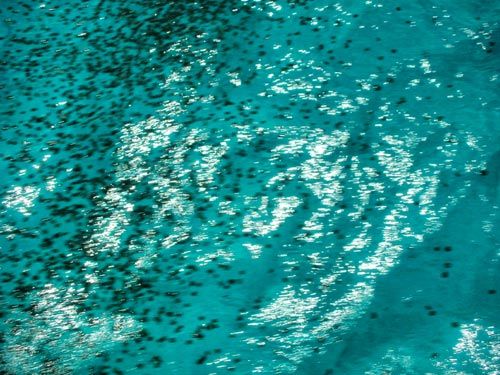 Sea Lice in Cancun 2 Thimble Jellyfish in Cancun