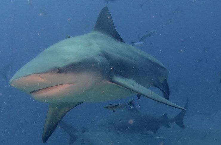 Are There Sharks In Cancun? Best Guide Updated For 2024