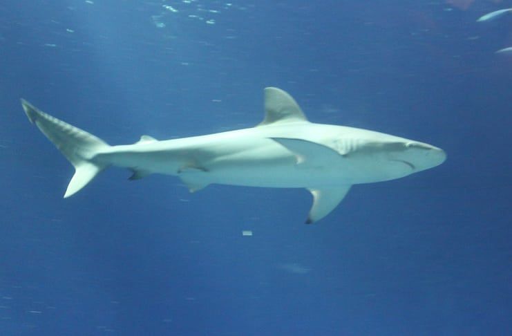 Are There Sharks in Cancun? 1