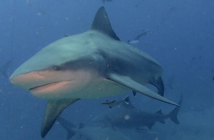 Tiburones en Cancún
