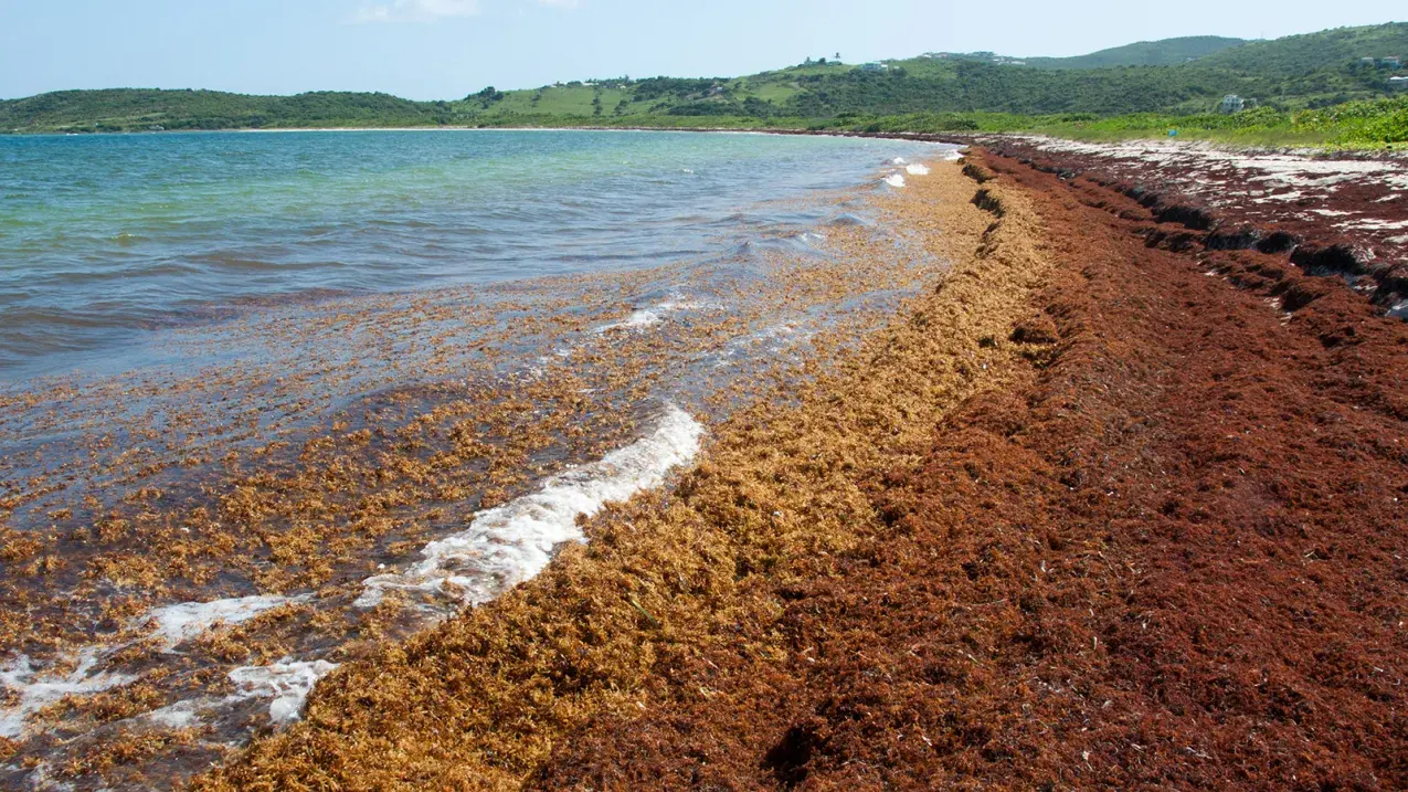 Espessa camada de algas sargassum ao longo da costa de uma praia em Saint Martin, no Caribe.
