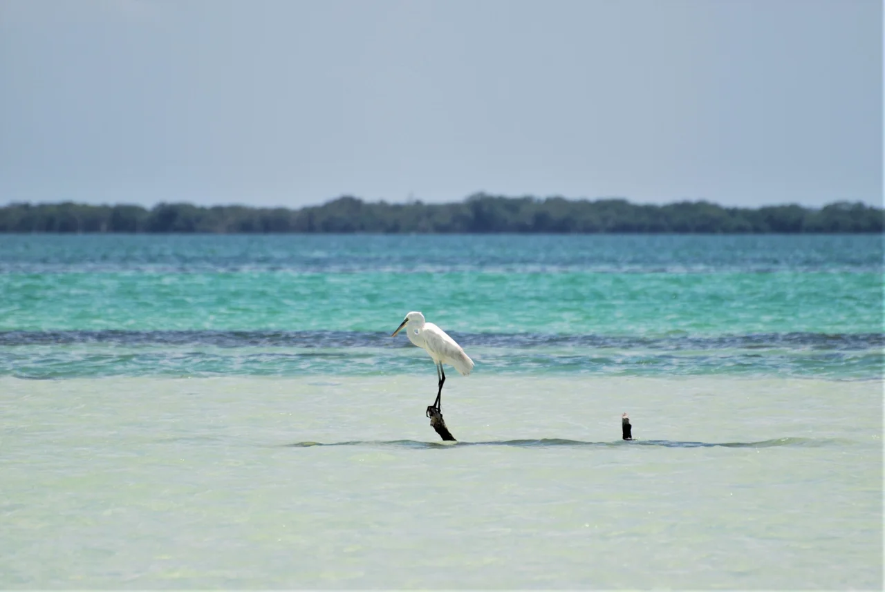 Échassier blanc perché au-dessus d'une eau peu profonde à Holbox
