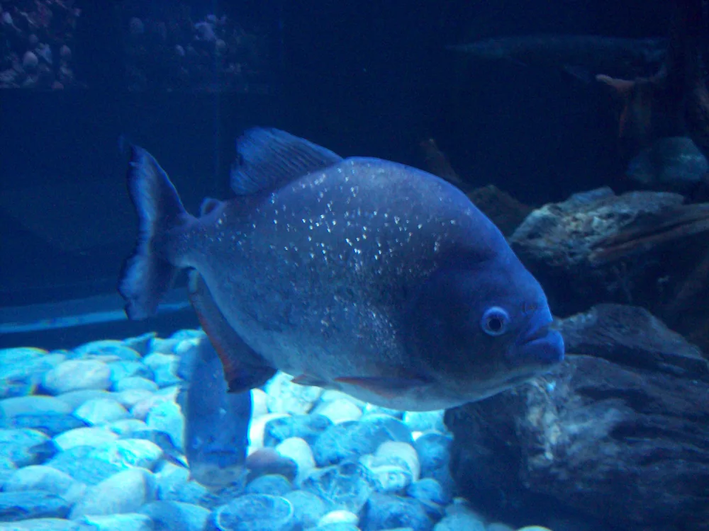 A fish swimming above gravel in a tank at the Interactive Aquarium Cancun