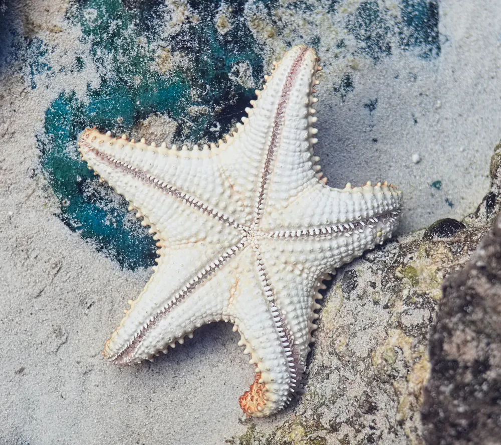 Underside of a cushion sea star photographed at the Interactive Aquarium Cancun