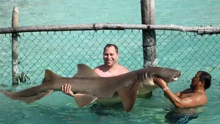 Tiburón nodriza Isla Mujeres