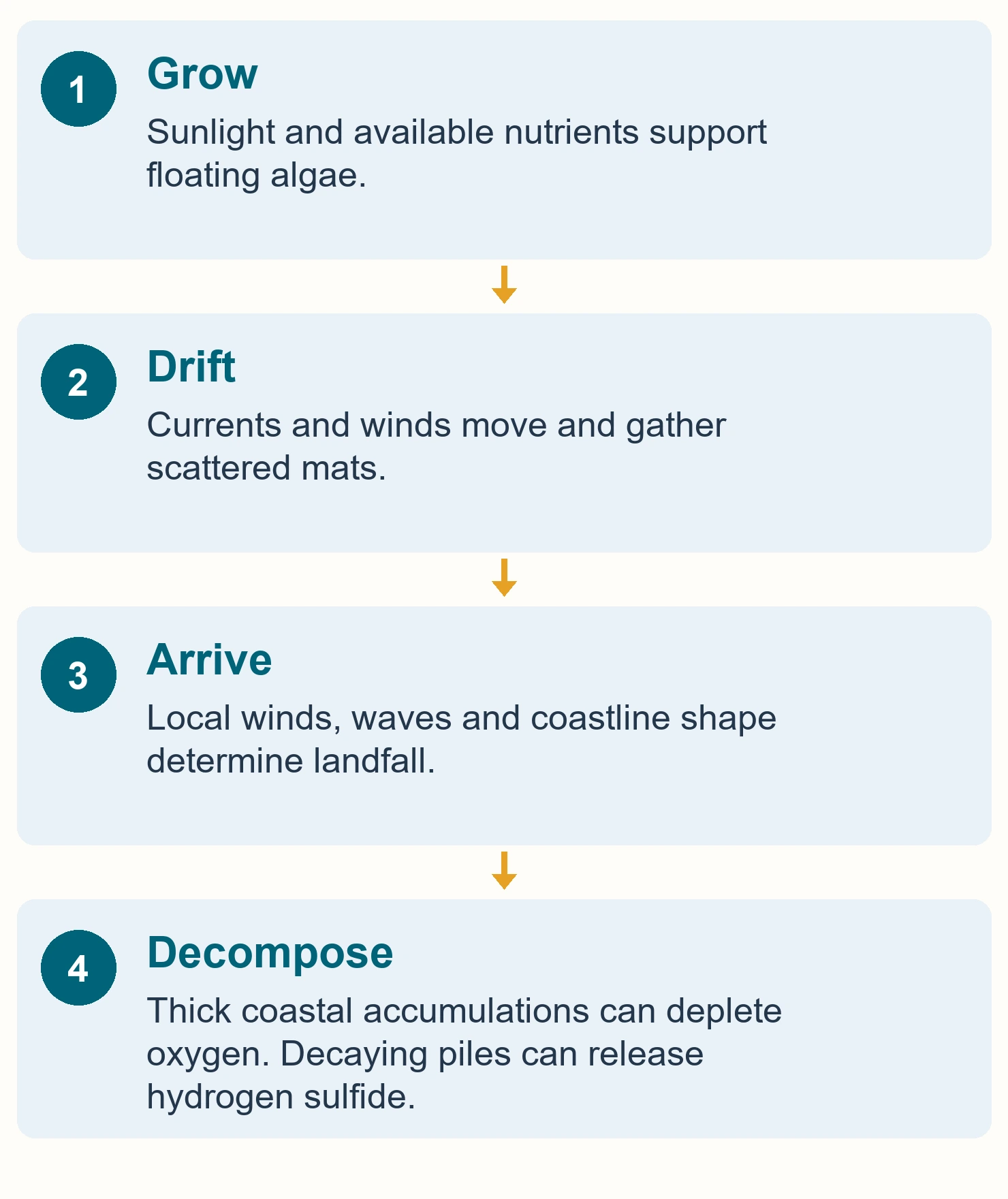 Four stages from floating Sargassum growth and drift to coastal arrival and decomposition
