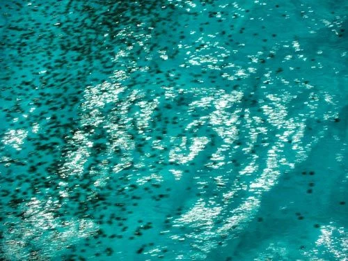 Méduses photographiées par Steve à Cancún