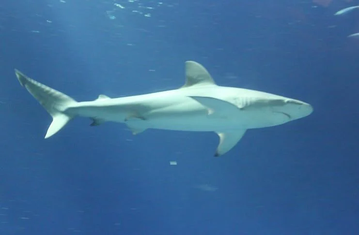 A shark swimming in blue water