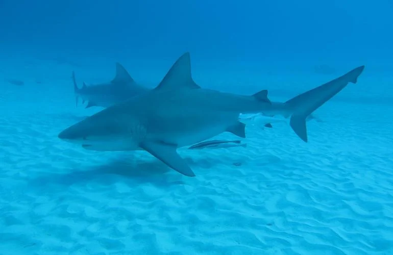 Varios tiburones nadando sobre un fondo marino arenoso