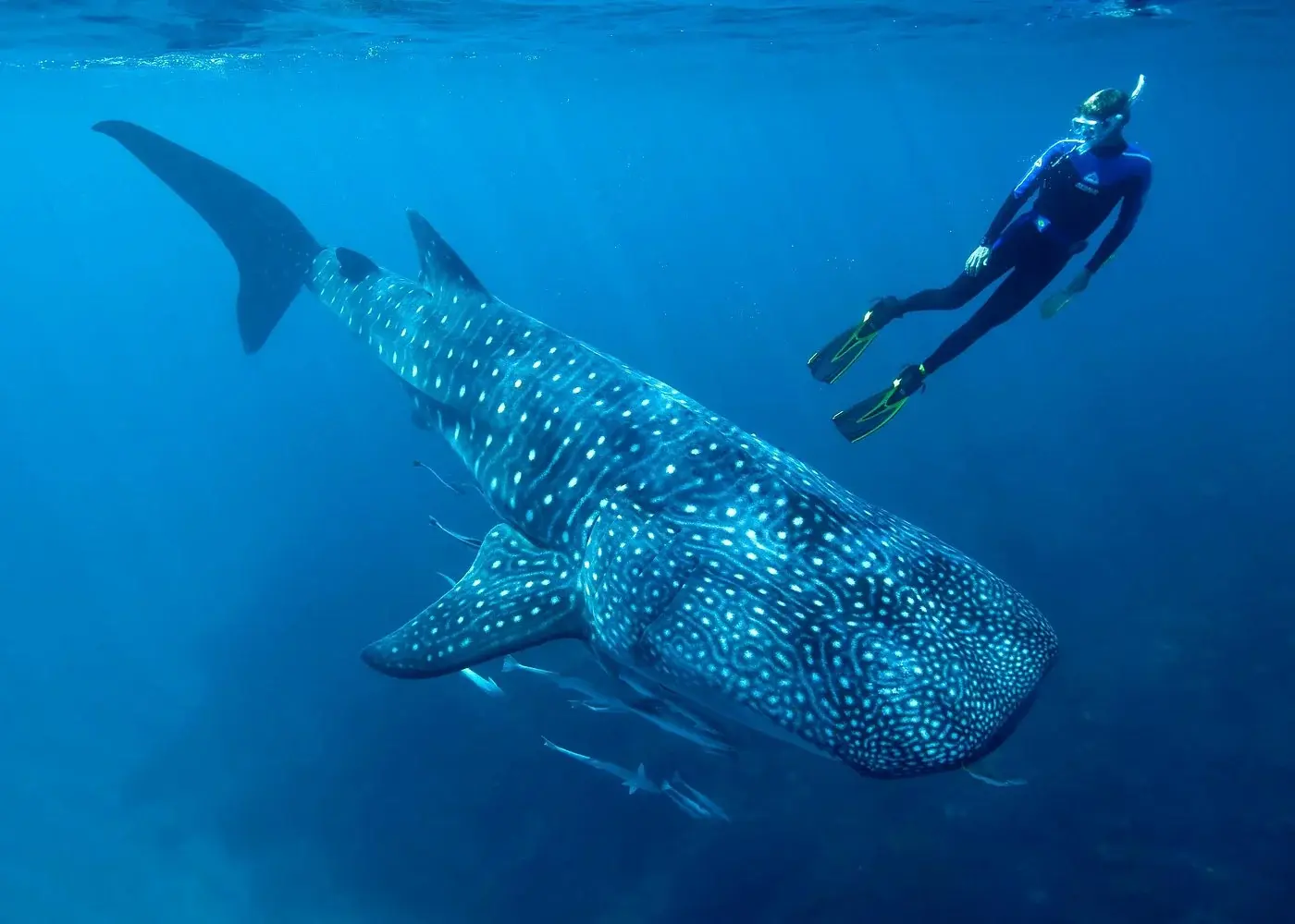 A snorkeler alongside a whale shark near the surface