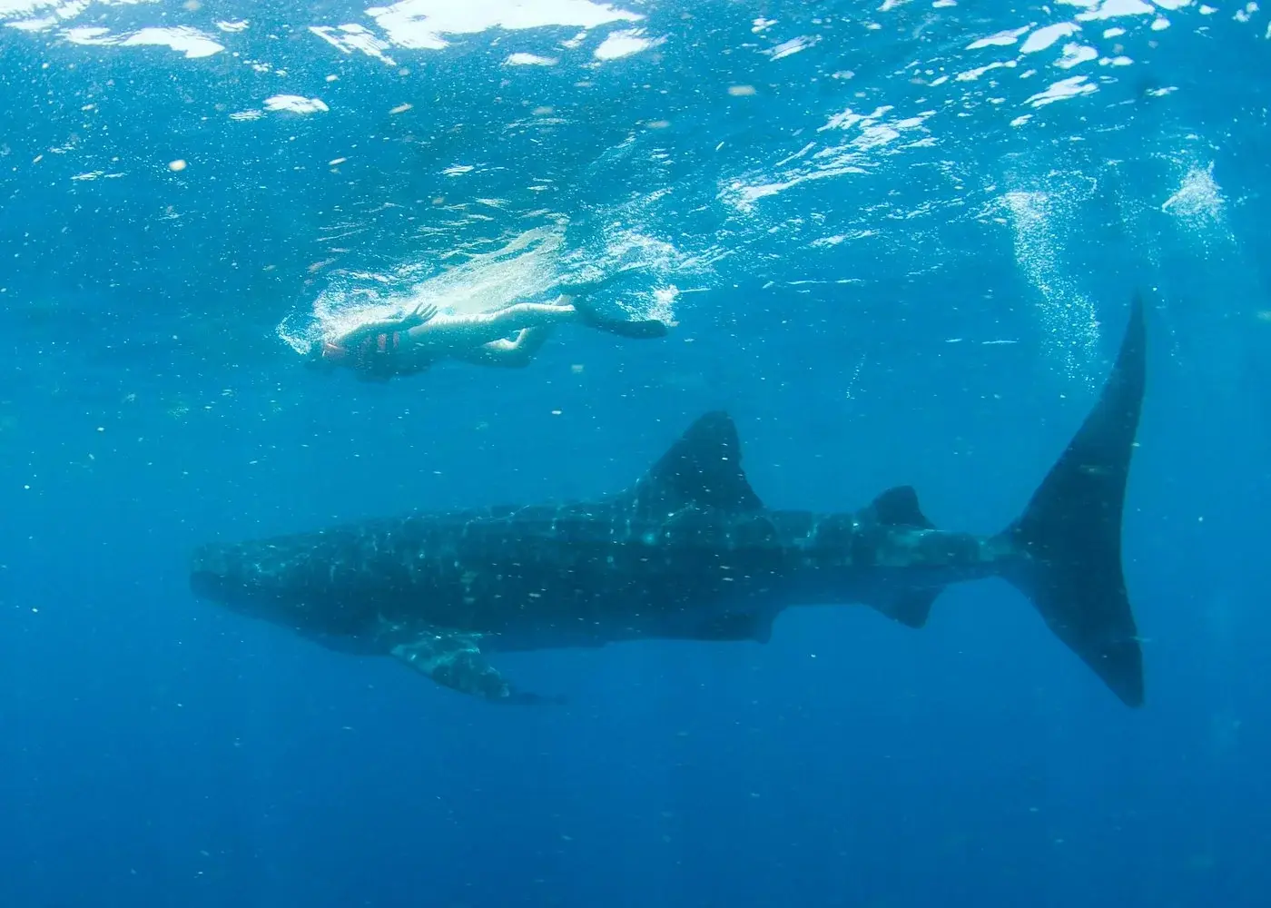 A whale shark swimming beneath a snorkeler in blue water