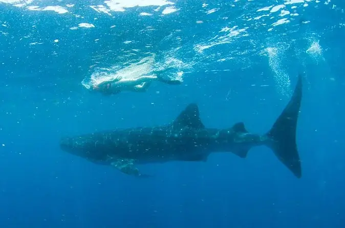 Whale shark swimming in clear Caribbean water