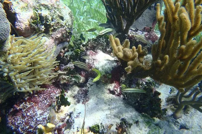 Coral and fish on the reef shown in Wet Set's Puerto Morelos snorkel listing