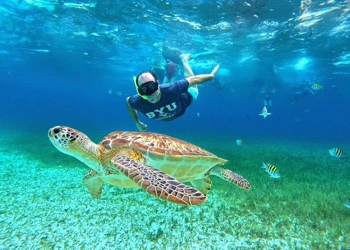 A sea turtle swimming above the seabed with a snorkeler behind it in Cozumel