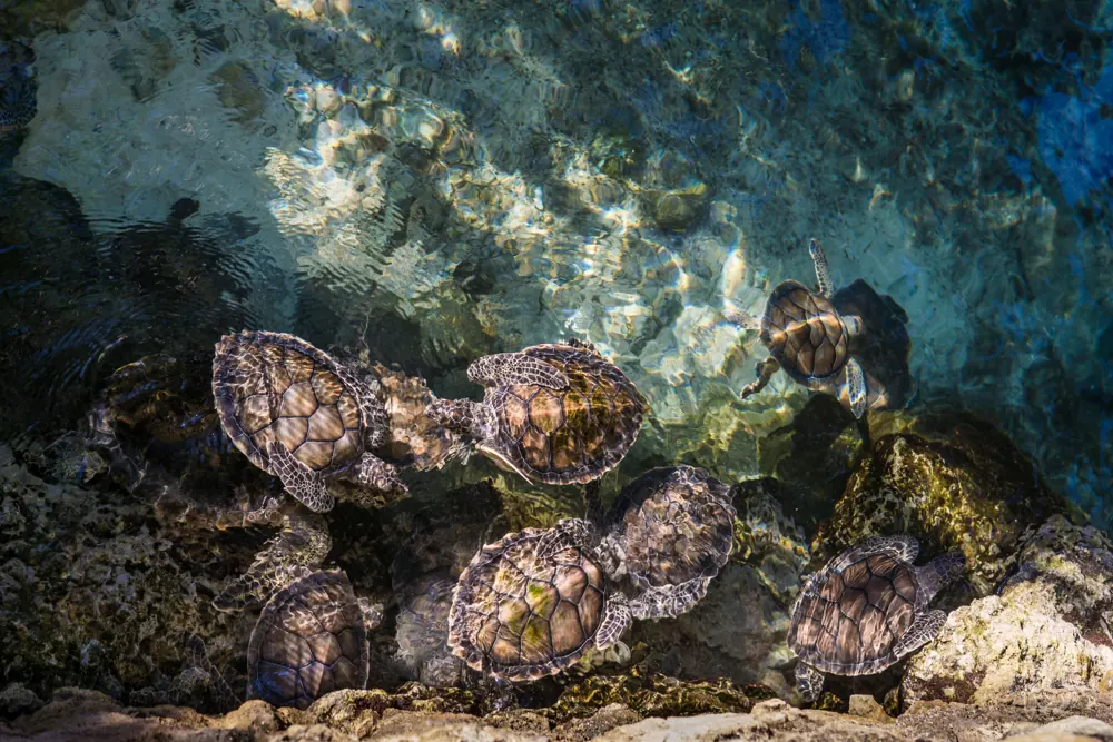 Sea turtles in clear water at Xcaret park